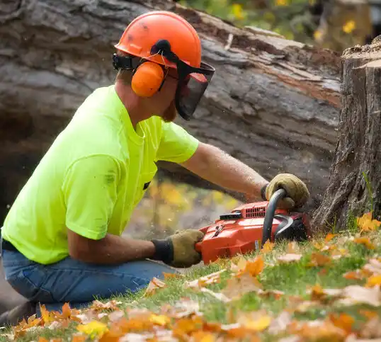 tree services Delaware Park